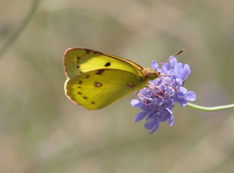 Colias: quale?